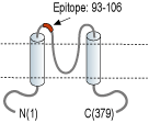 Anti-Kir4.1 (KCNJ10) (extracellular) Antibody