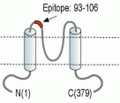 Kir4.1/KCNJ10 (extracellular) Blocking Peptide