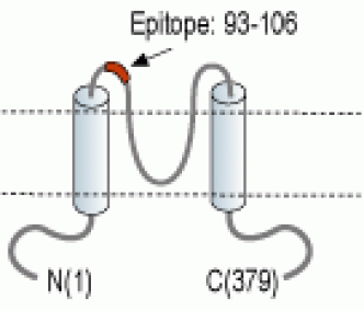 Kir4.1/KCNJ10 (extracellular) Blocking Peptide