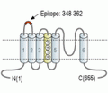 Kv1.4 (extracellular) Blocking Peptide