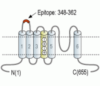 Kv1.4 (extracellular) Blocking Peptide