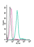 Anti-KCNQ1 (extracellular)-FITC Antibody