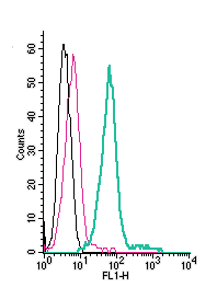 Anti-KCNQ1 (extracellular)-FITC Antibody