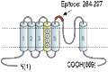 Anti-KCNQ1 (extracellular) Antibody