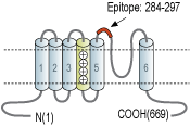 Anti-KCNQ1 (extracellular) Antibody
