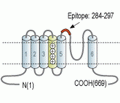 KCNQ1 (extracellular) Blocking Peptide