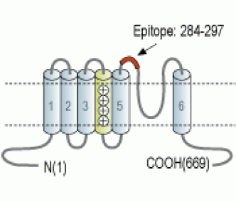 KCNQ1 (extracellular) Blocking Peptide