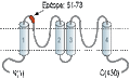Anti-KCNK12 (THIK-2) (extracellular) Antibody
