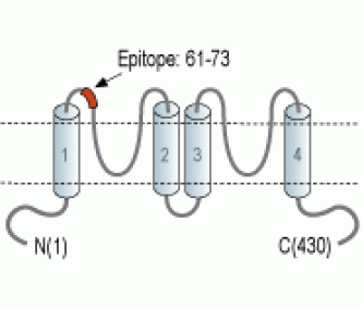 KCNK12/THIK-2 (extracellular) Blocking Peptide