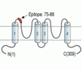 KCNK16/TALK-1 (extracellular) Blocking Peptide