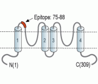 KCNK16/TALK-1 (extracellular) Blocking Peptide