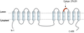 Anti-TMEM175 Antibody