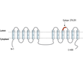 TMEM175 Blocking Peptide