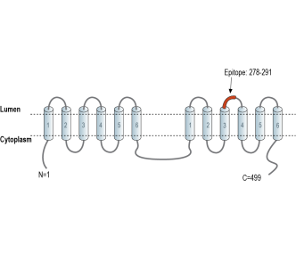 TMEM175 Blocking Peptide