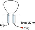 Anti-P2X1 Receptor Antibody