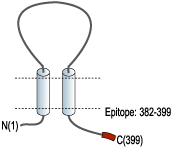 Anti-P2X1 Receptor Antibody