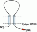 P2X1 Receptor Blocking Peptide