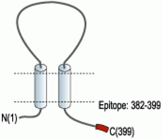 P2X1 Receptor Blocking Peptide