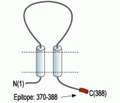 P2X4 Receptor Blocking Peptide