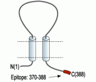 P2X4 Receptor Blocking Peptide