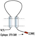 Anti-P2X4 Receptor Antibody