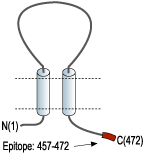 Anti-P2X2 Receptor Antibody