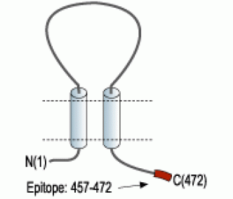 P2X2 Receptor Blocking Peptide