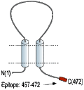 Anti-P2X2 Receptor-ATTO Fluor-594 Antibody