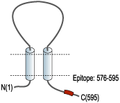 Anti-P2X7 Receptor-ATTO Fluor-550 Antibody