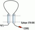 P2X7 Receptor Blocking Peptide