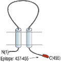 Anti-P2X5 Receptor Antibody