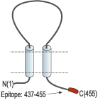 Anti-P2X5 Receptor Antibody