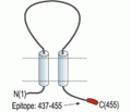 P2X5 Receptor Blocking Peptide