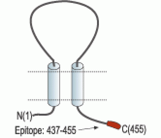 P2X5 Receptor Blocking Peptide