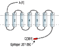 Anti-P2Y4 Receptor Antibody