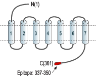 Anti-P2Y4 Receptor Antibody