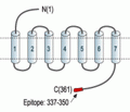 P2Y4 Receptor Blocking Peptide