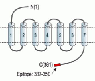 P2Y4 Receptor Blocking Peptide