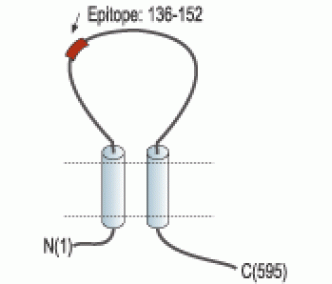 P2X7 Receptor (extracellular) Blocking Peptide