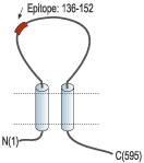Anti-P2X7 Receptor (extracellular) Antibody