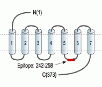 P2Y1 Receptor Blocking Peptide