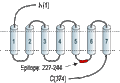 Anti-P2Y2 Receptor Antibody