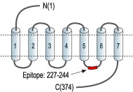 Anti-P2Y2 Receptor Antibody