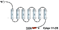 Anti-P2Y6 Receptor Antibody
