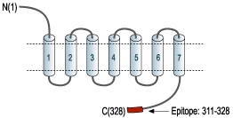 Anti-P2Y6 Receptor Antibody