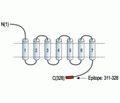 P2Y6 Receptor Blocking Peptide