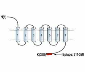 P2Y6 Receptor Blocking Peptide