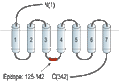 Anti-P2Y12 Receptor Antibody