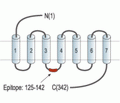 P2Y12 Receptor Blocking Peptide