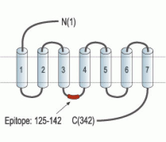 P2Y12 Receptor Blocking Peptide